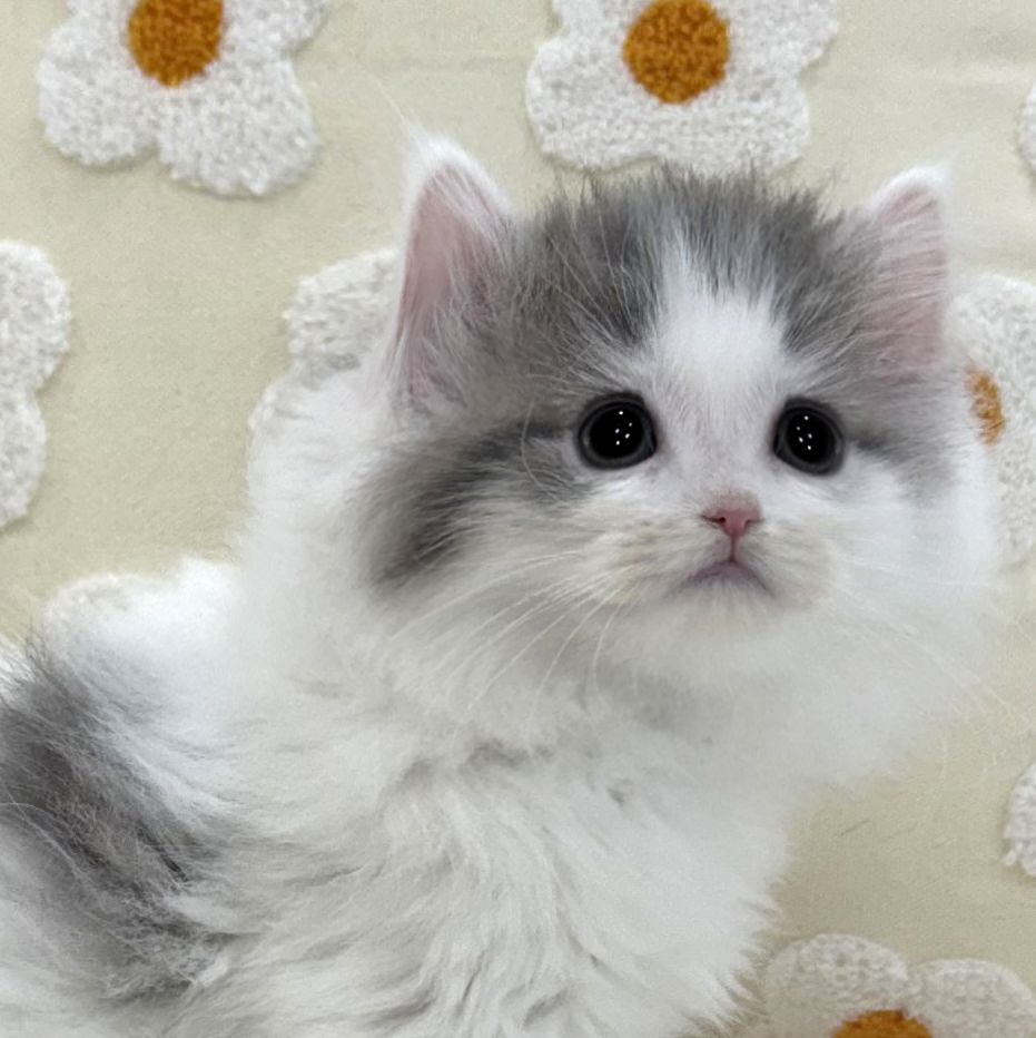 Ȯ�� �̹���