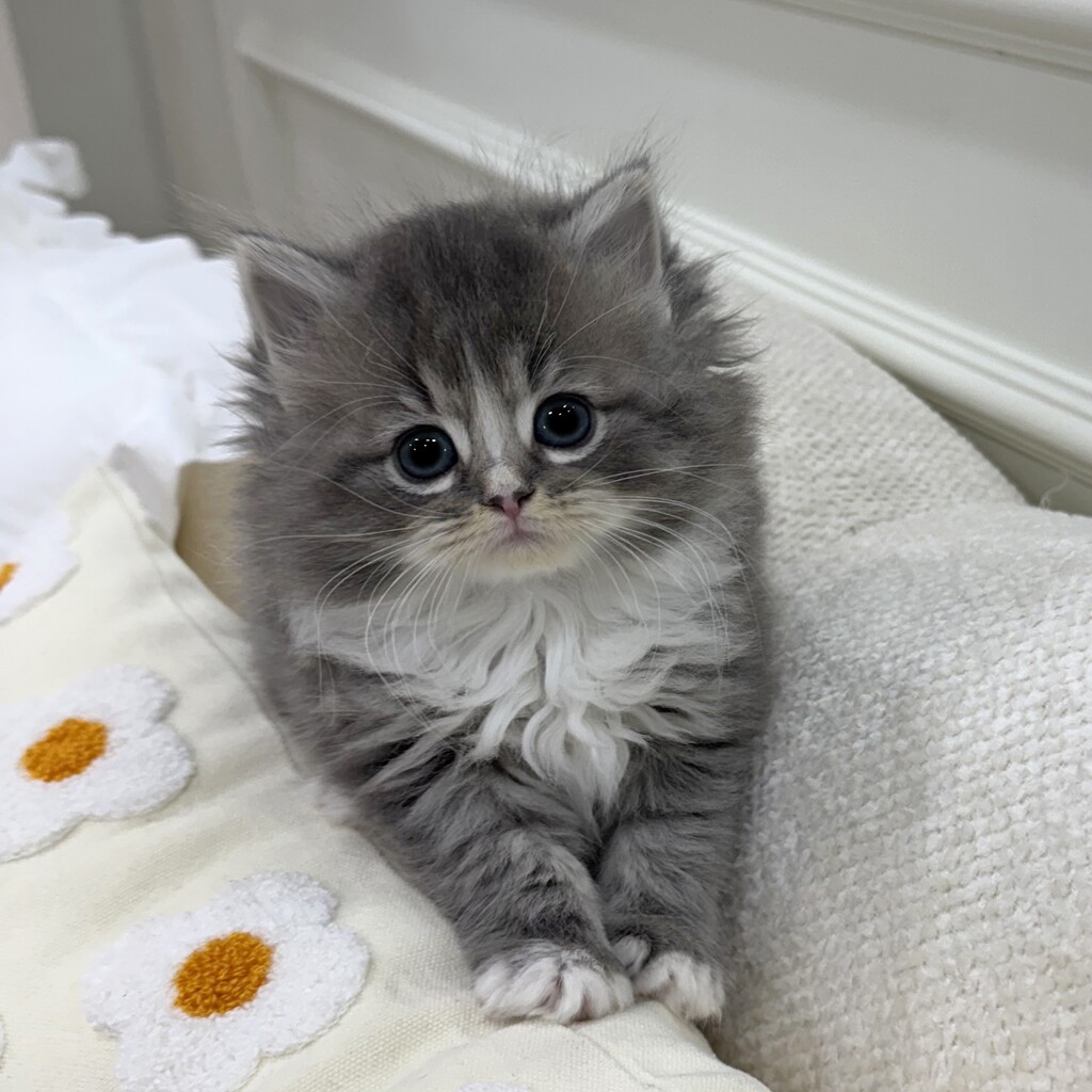 Ȯ�� �̹���