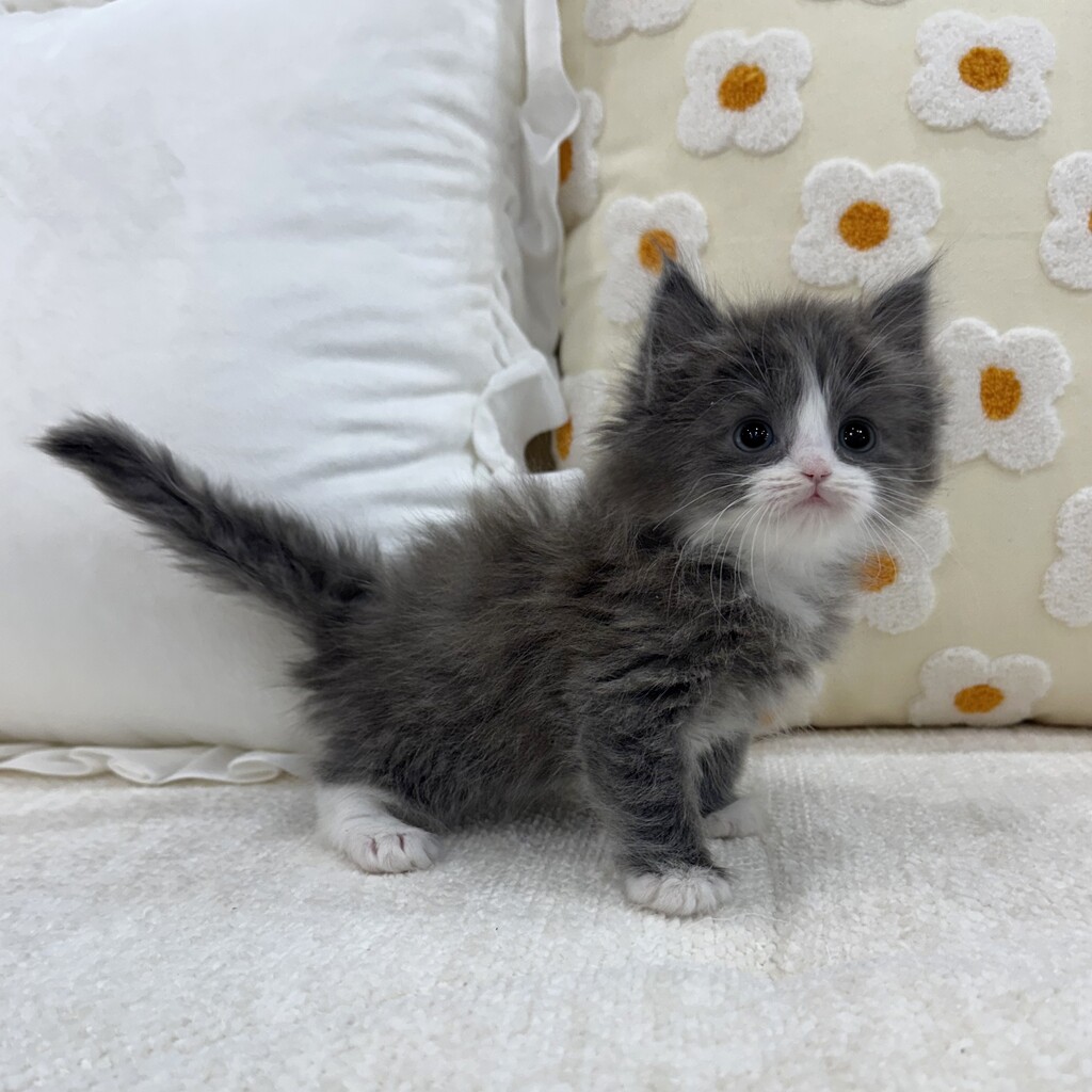 Ȯ�� �̹���