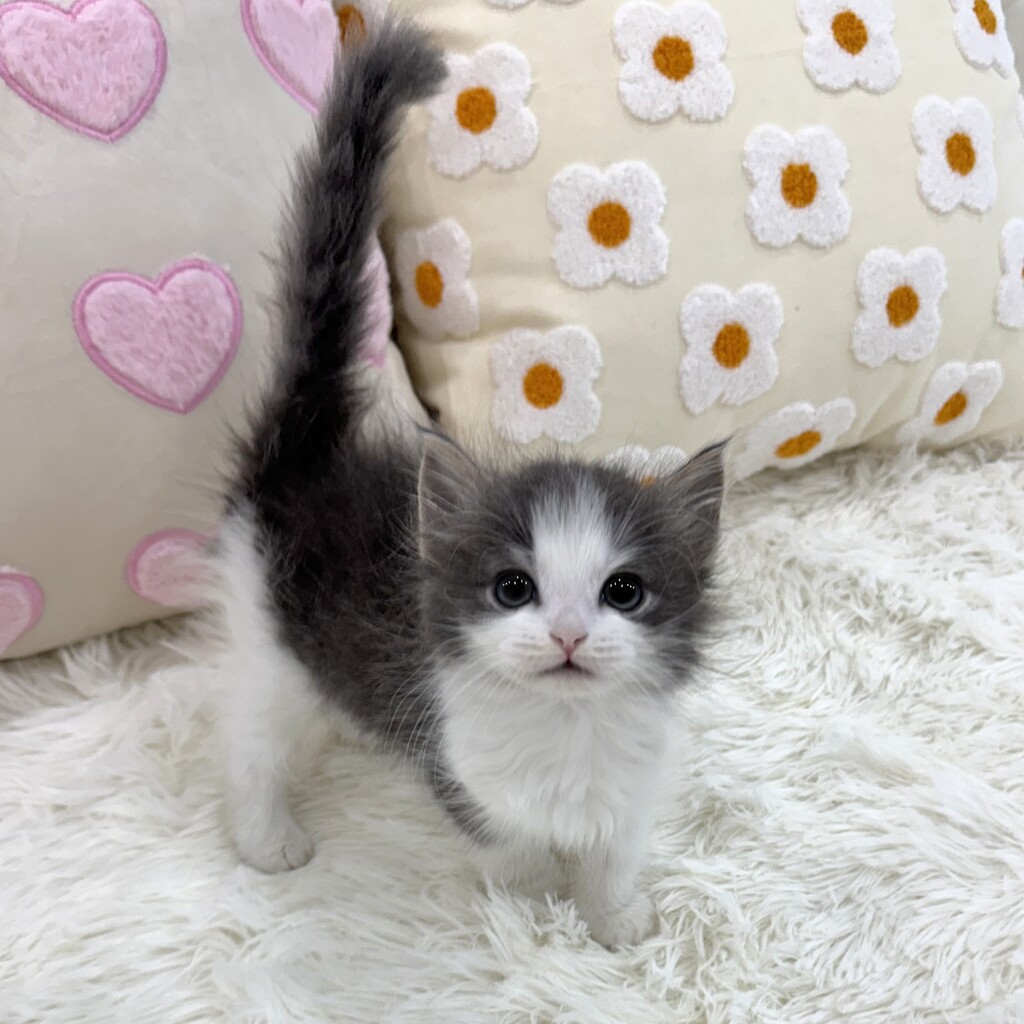 Ȯ�� �̹���