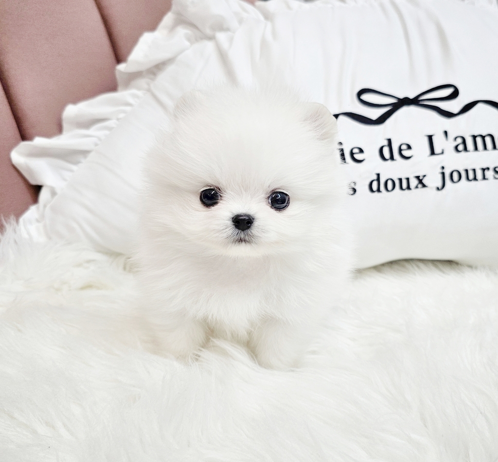 Ȯ�� �̹���