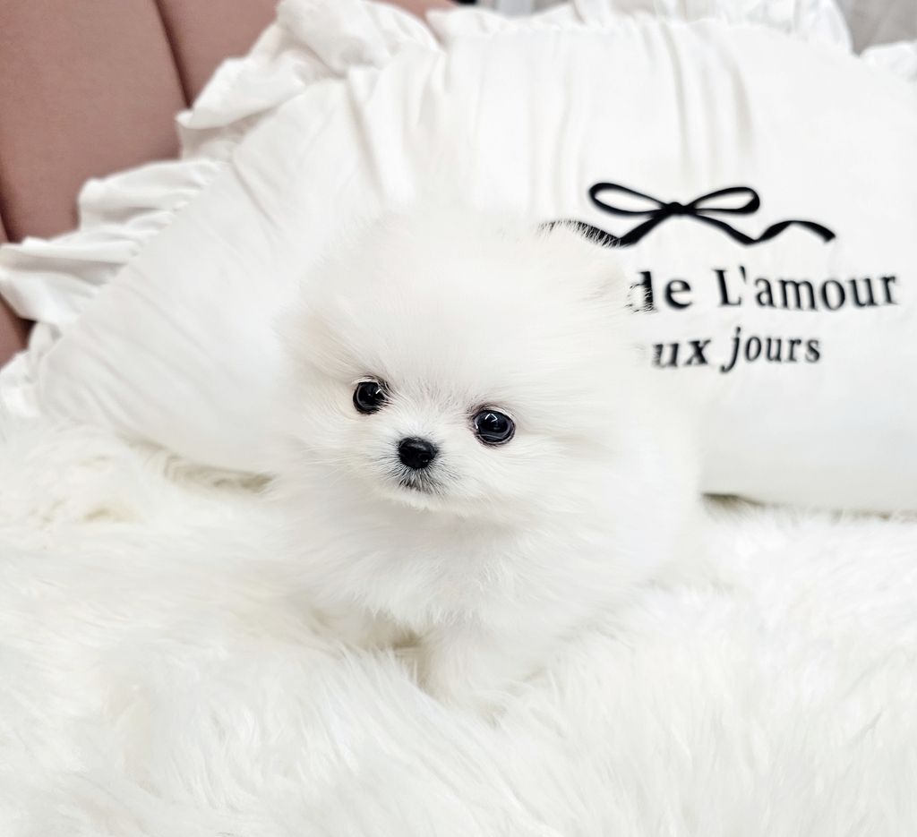 Ȯ�� �̹���