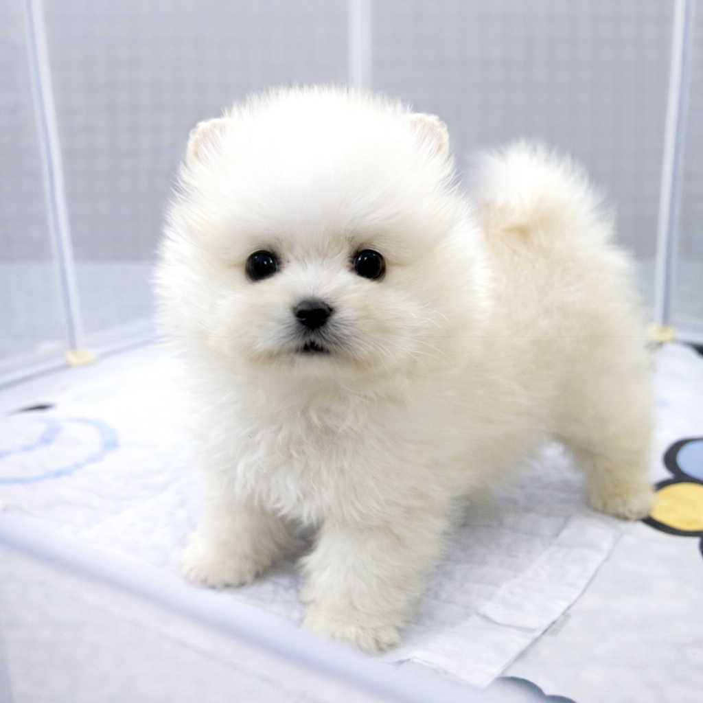 Ȯ�� �̹���