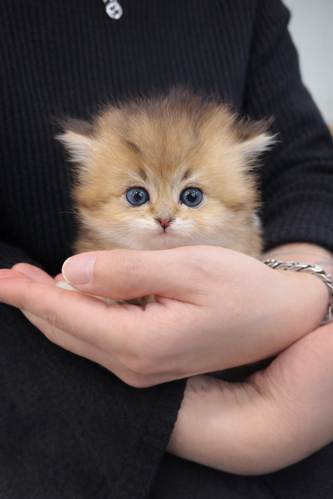 Ȯ�� �̹���