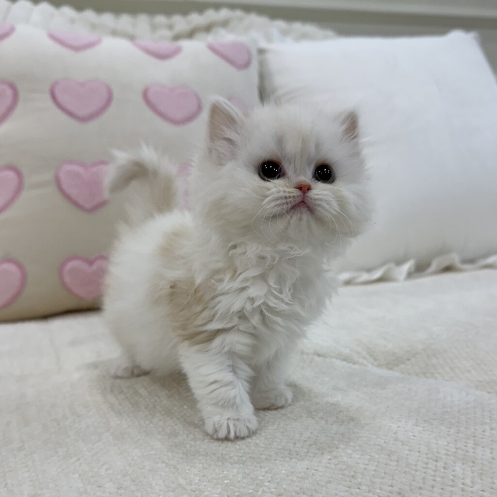 Ȯ�� �̹���