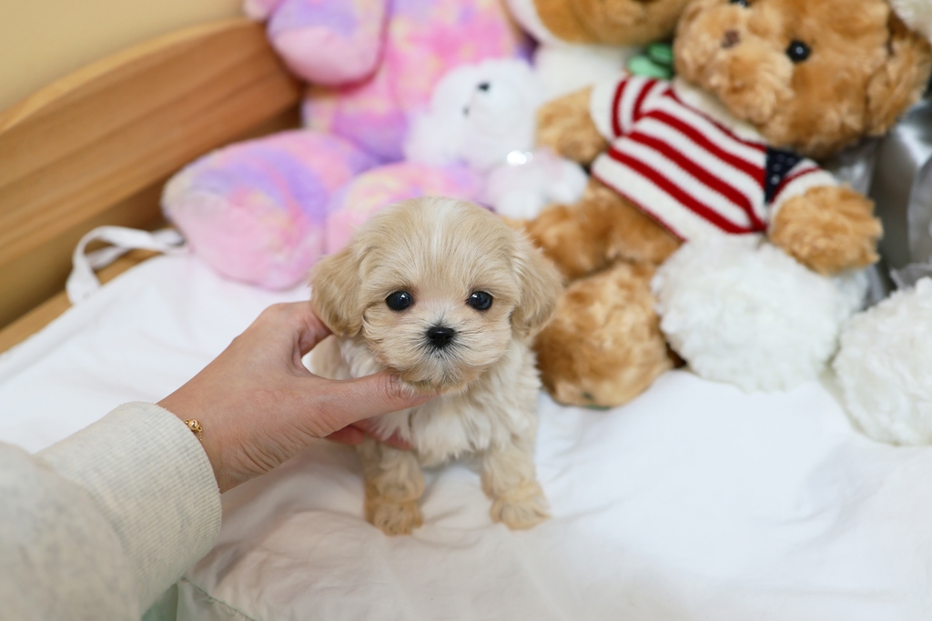 Ȯ�� �̹���