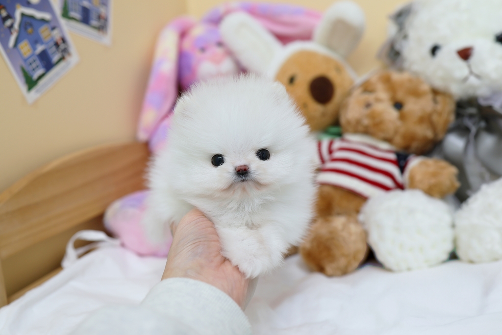 Ȯ�� �̹���