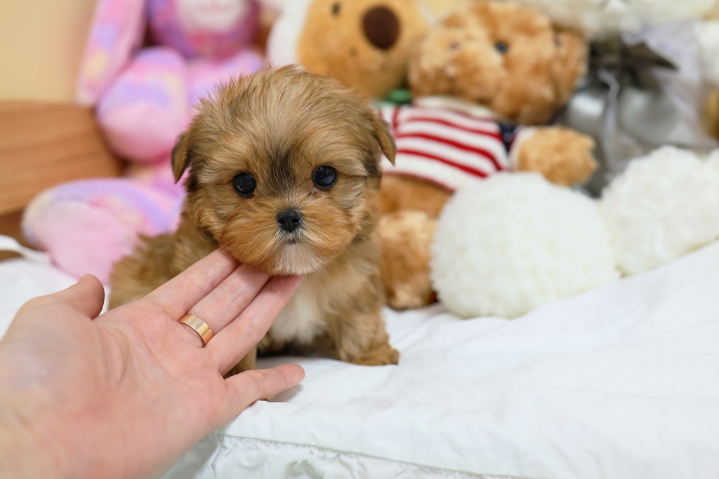 Ȯ�� �̹���