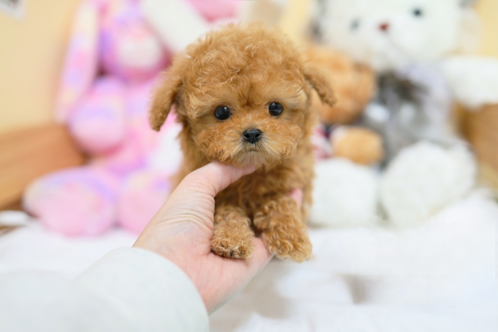 Ȯ�� �̹���