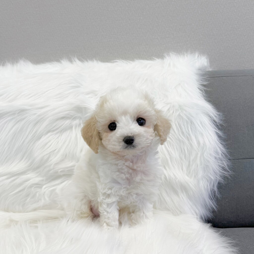 Ȯ�� �̹���