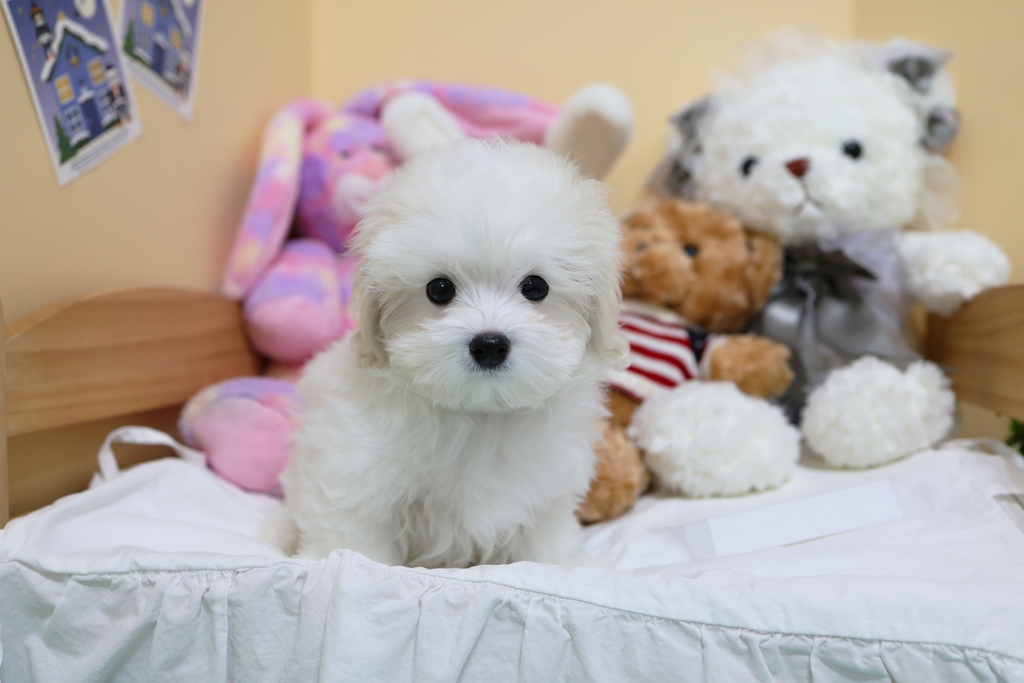 Ȯ�� �̹���