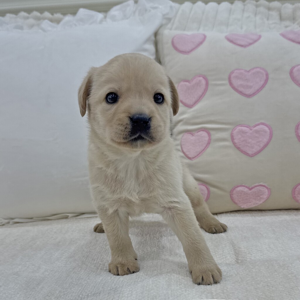 Ȯ�� �̹���