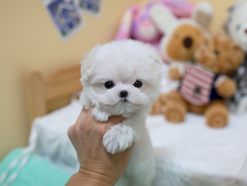 Ȯ�� �̹���