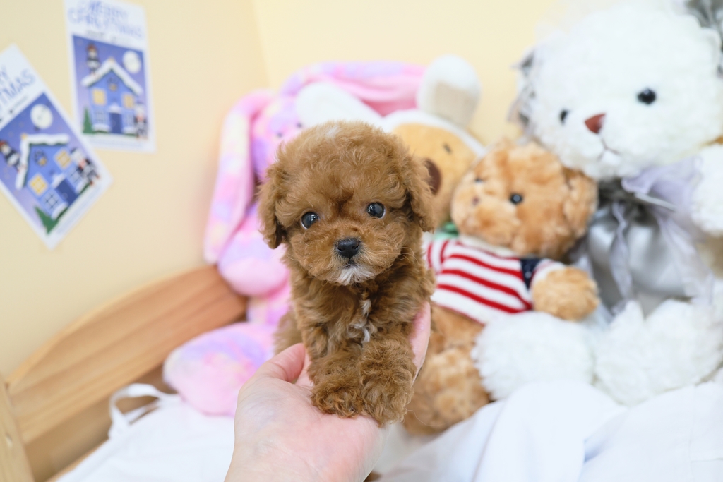 Ȯ�� �̹���