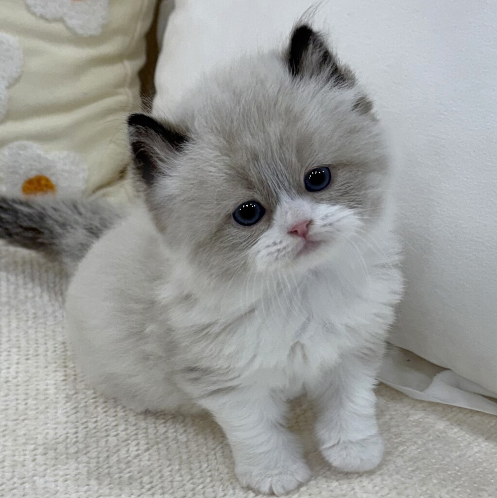 Ȯ�� �̹���