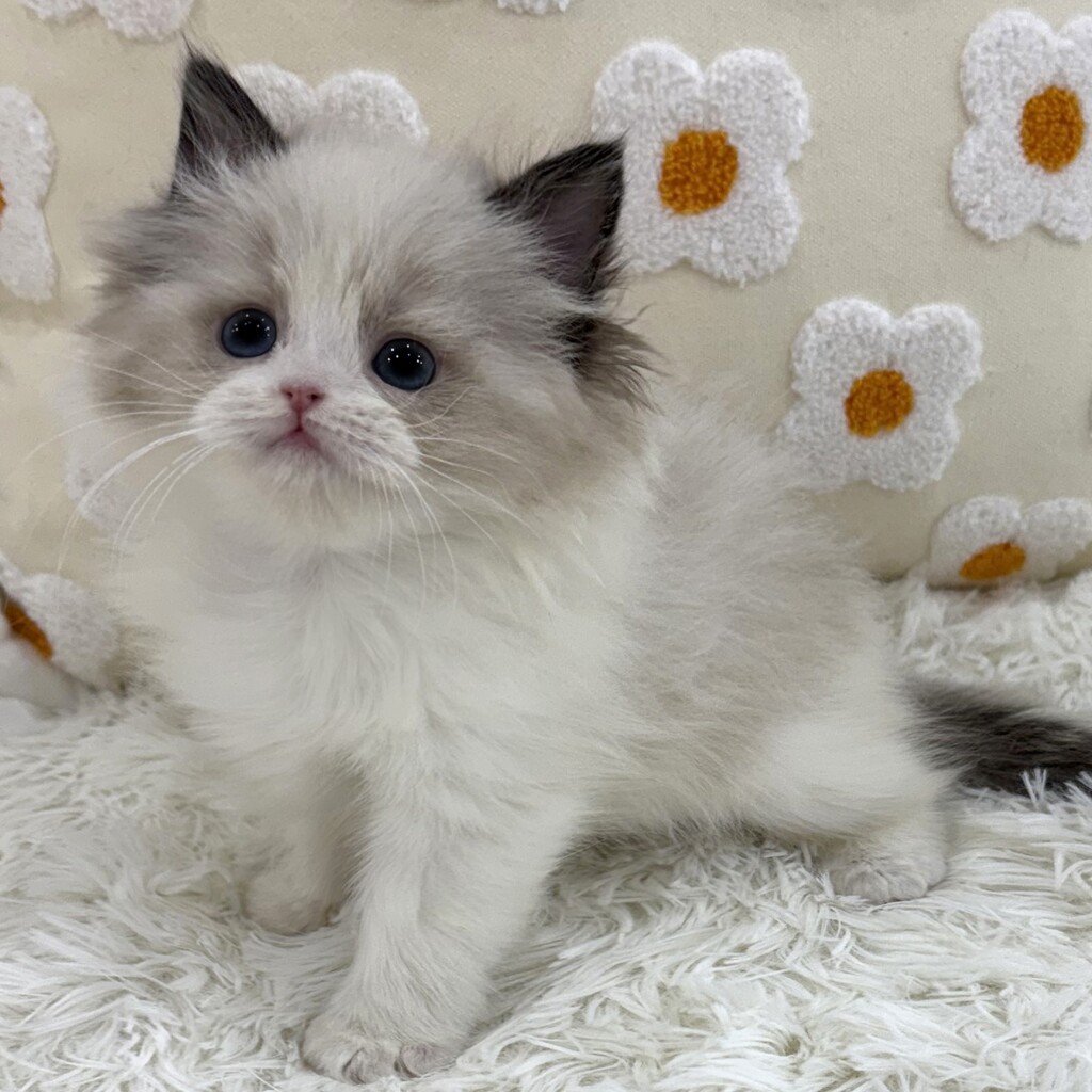 Ȯ�� �̹���