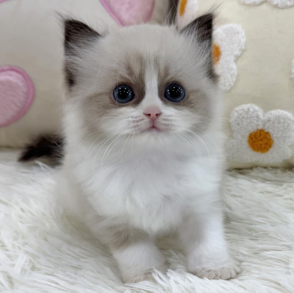 Ȯ�� �̹���