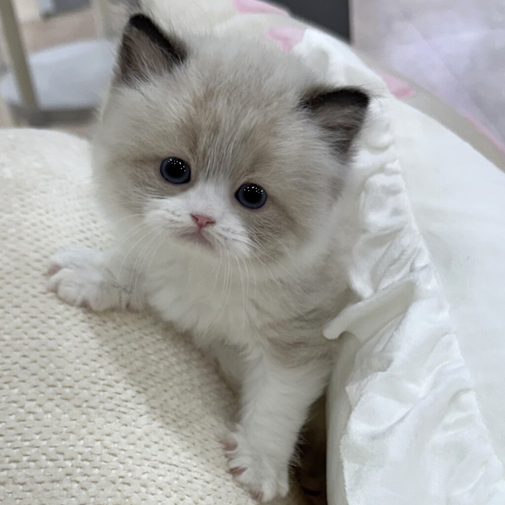 Ȯ�� �̹���