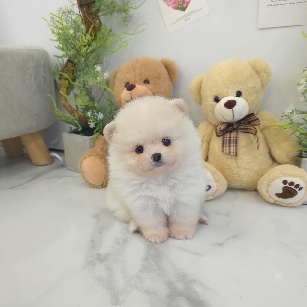 Ȯ�� �̹���