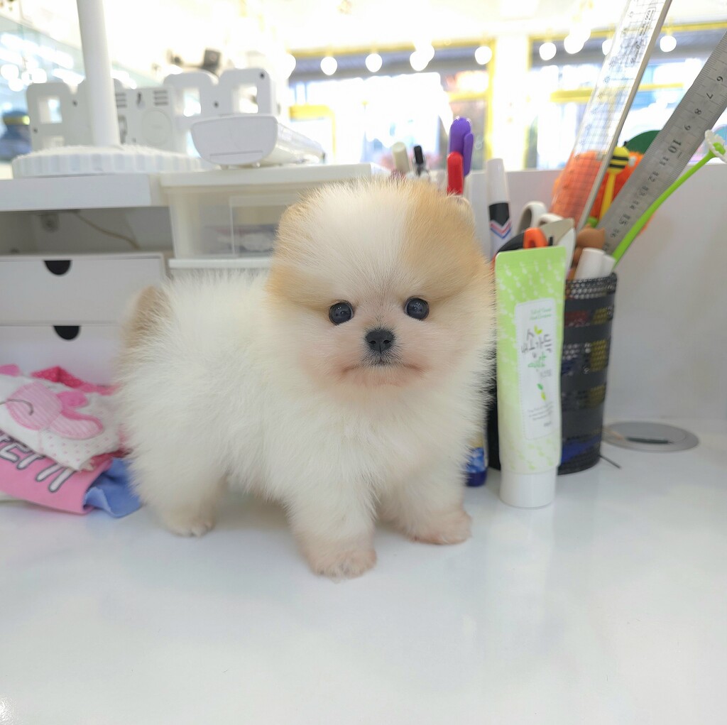 Ȯ�� �̹���