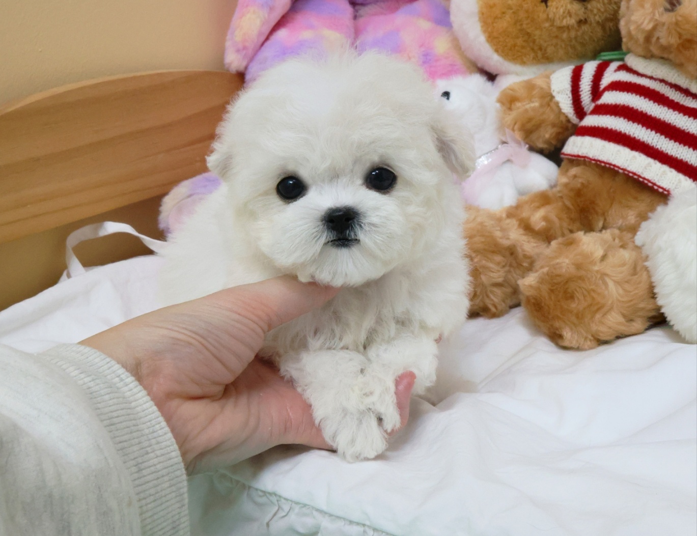 Ȯ�� �̹���