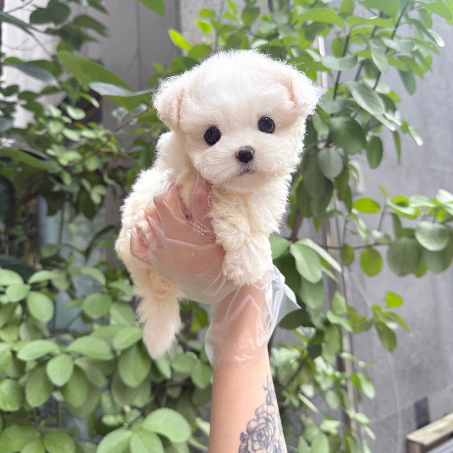 Ȯ�� �̹���