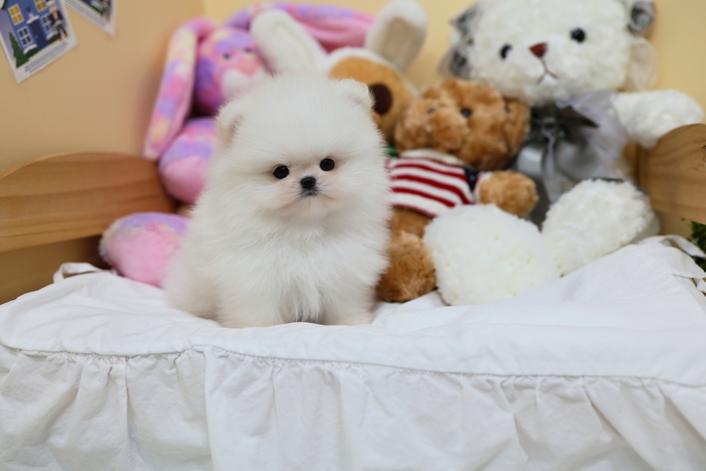 Ȯ�� �̹���