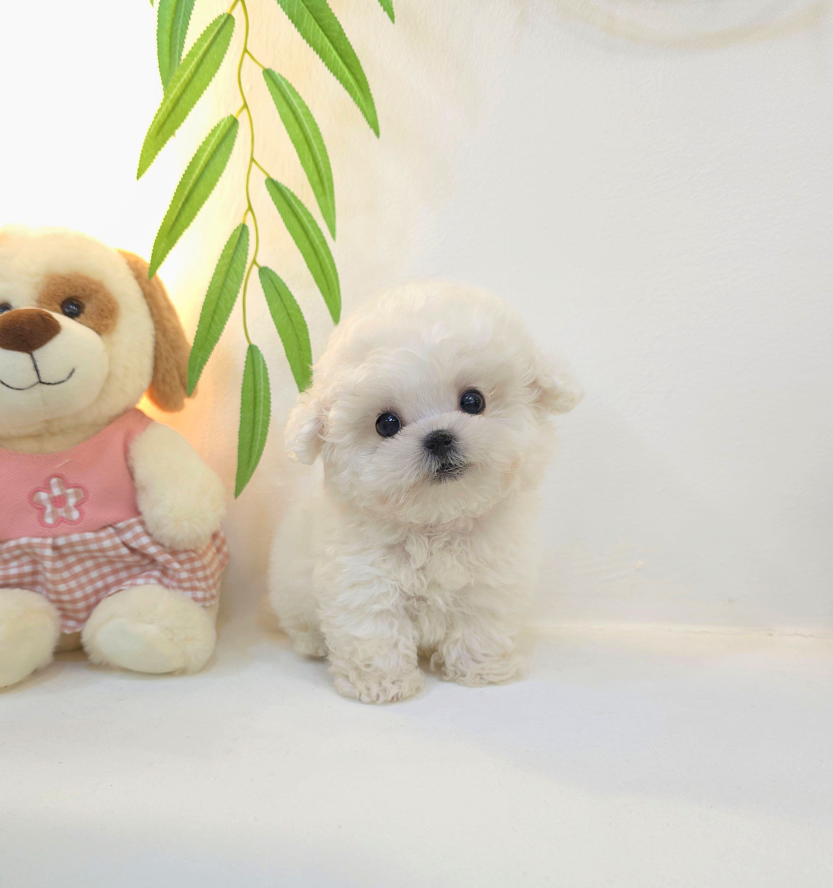 Ȯ�� �̹���