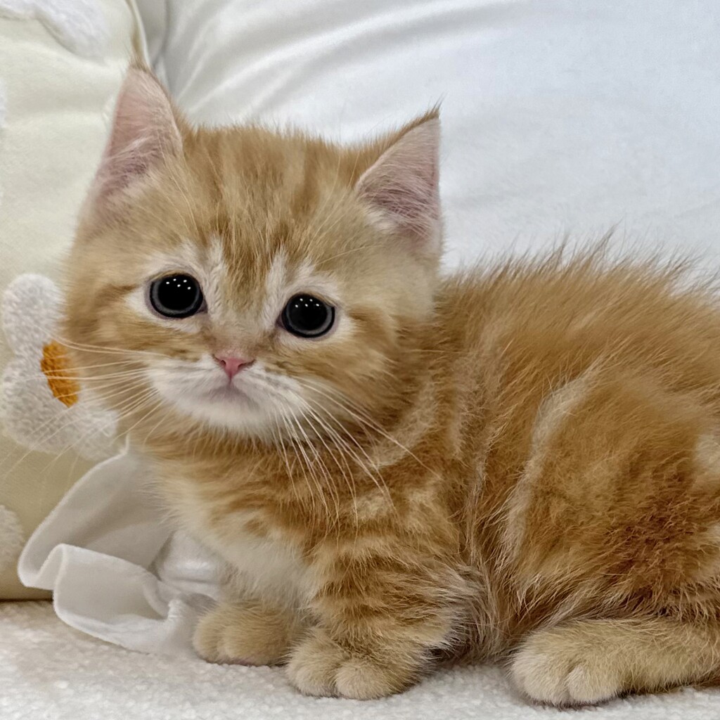 Ȯ�� �̹���