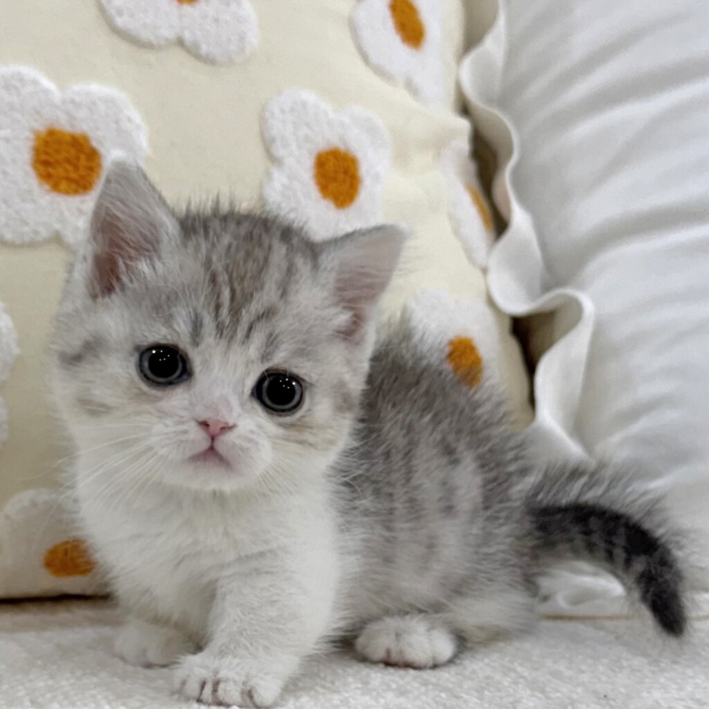 Ȯ�� �̹���