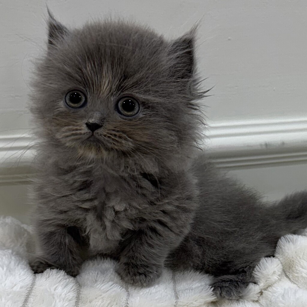 Ȯ�� �̹���