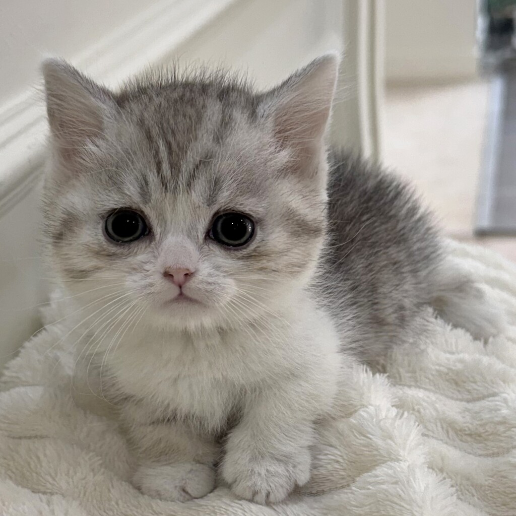 Ȯ�� �̹���