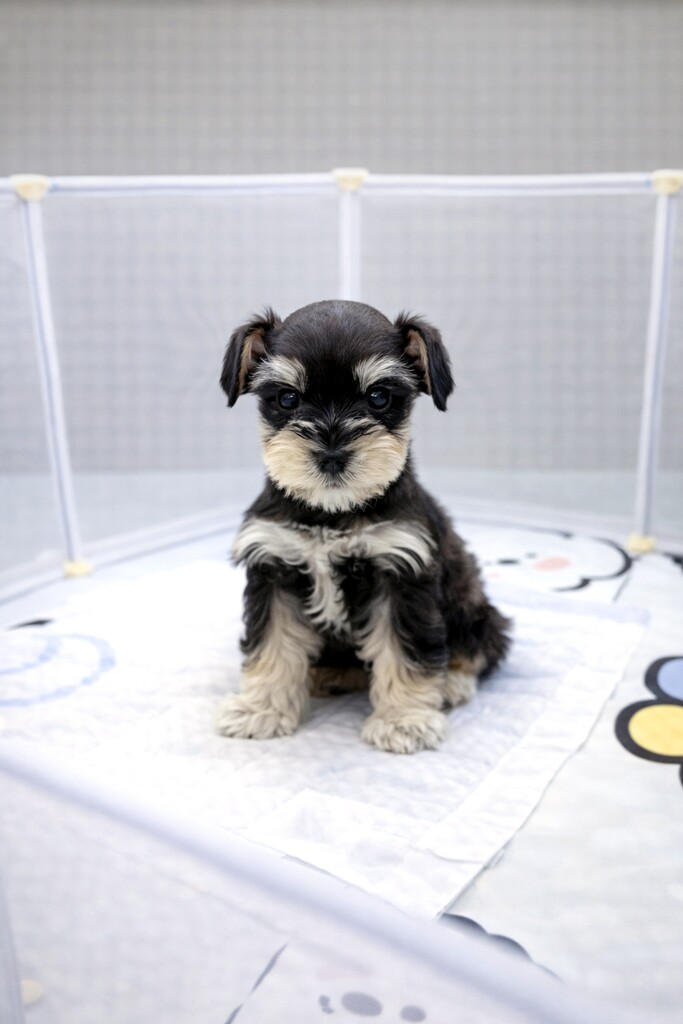 Ȯ�� �̹���