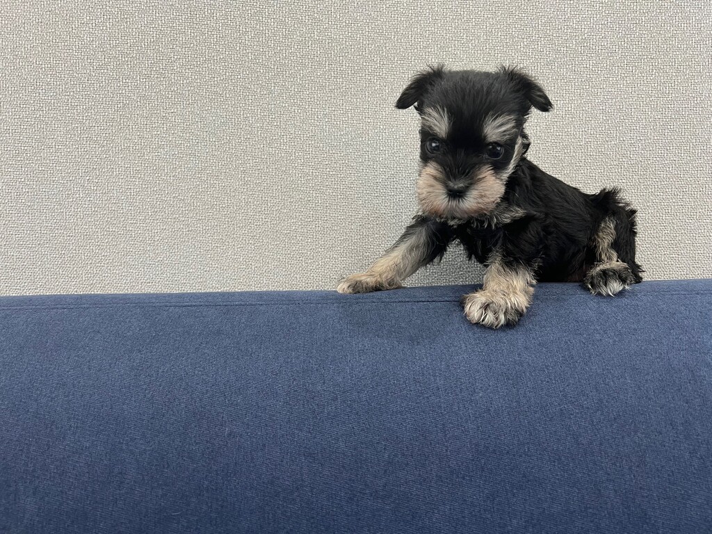 Ȯ�� �̹���