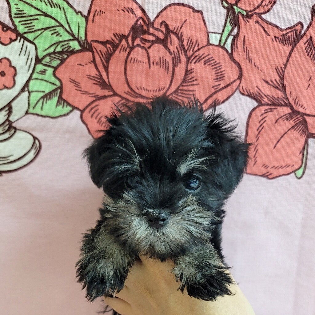 Ȯ�� �̹���