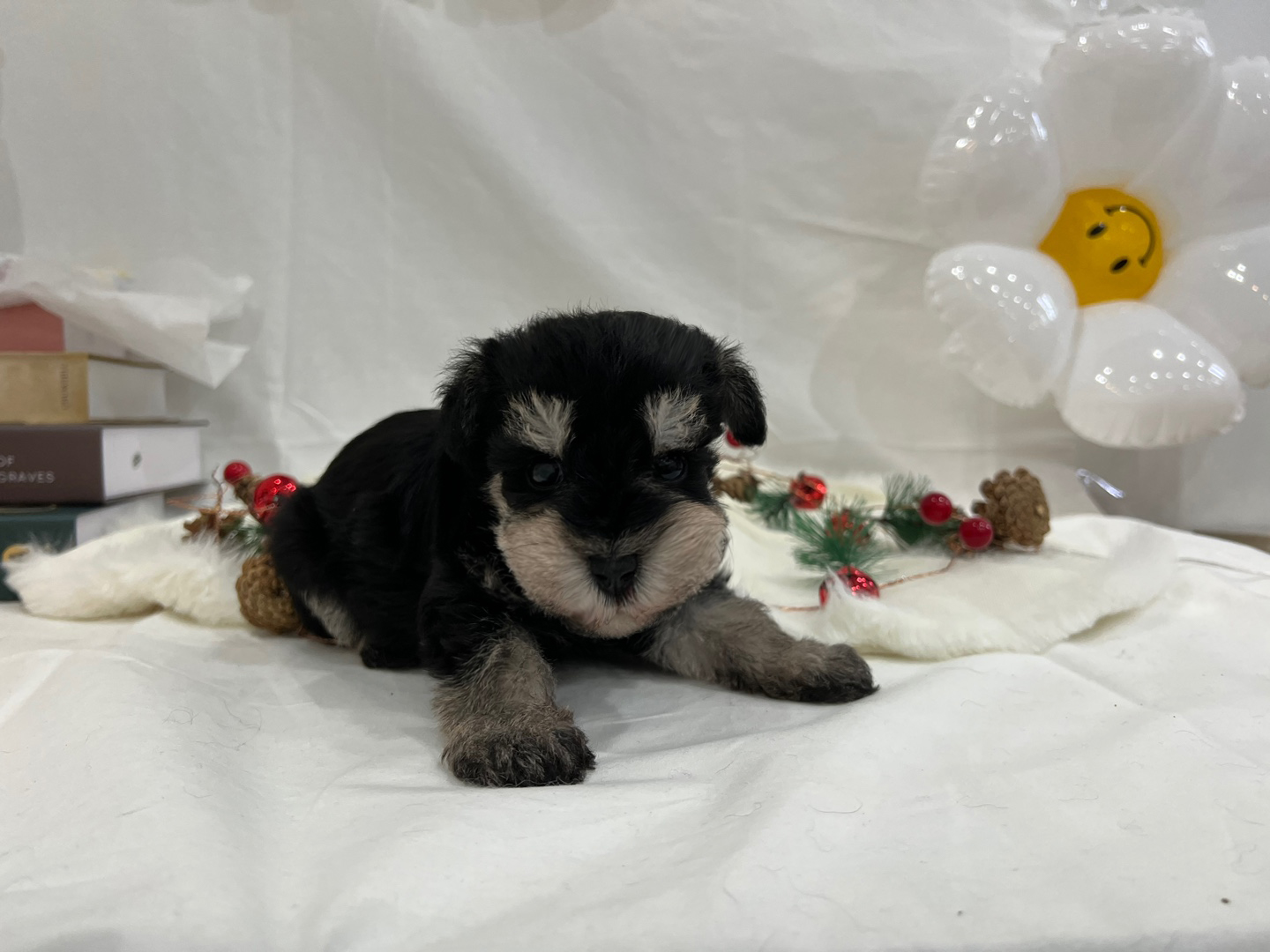 Ȯ�� �̹���