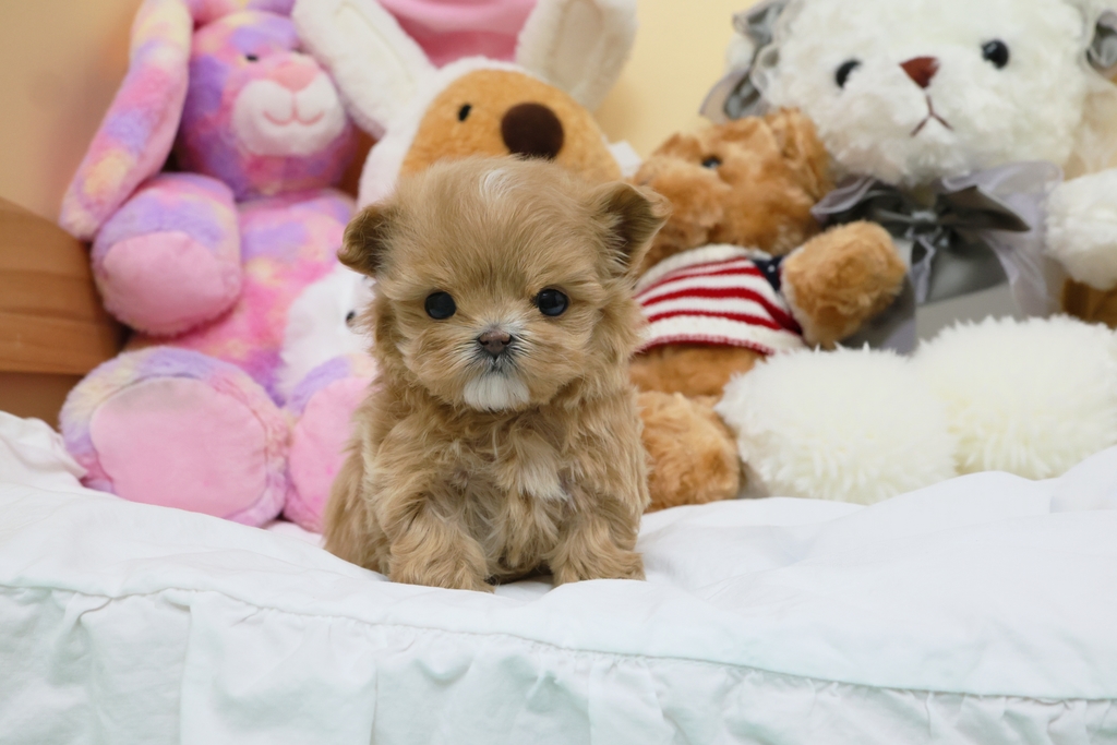 Ȯ�� �̹���