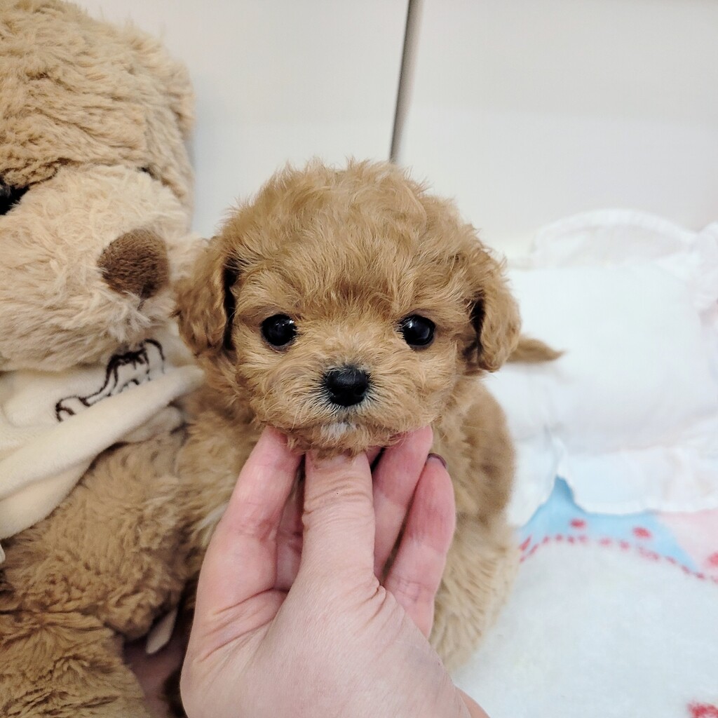 Ȯ�� �̹���