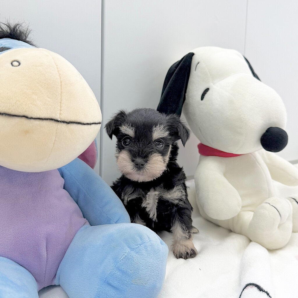 Ȯ�� �̹���