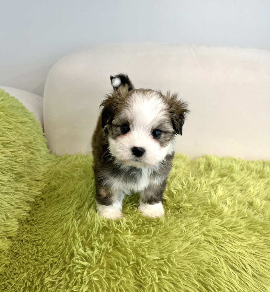 Ȯ�� �̹���