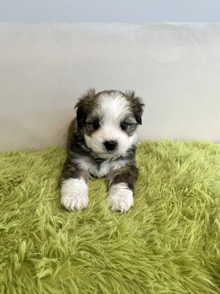 Ȯ�� �̹���