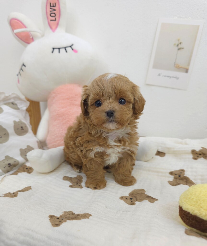 Ȯ�� �̹���