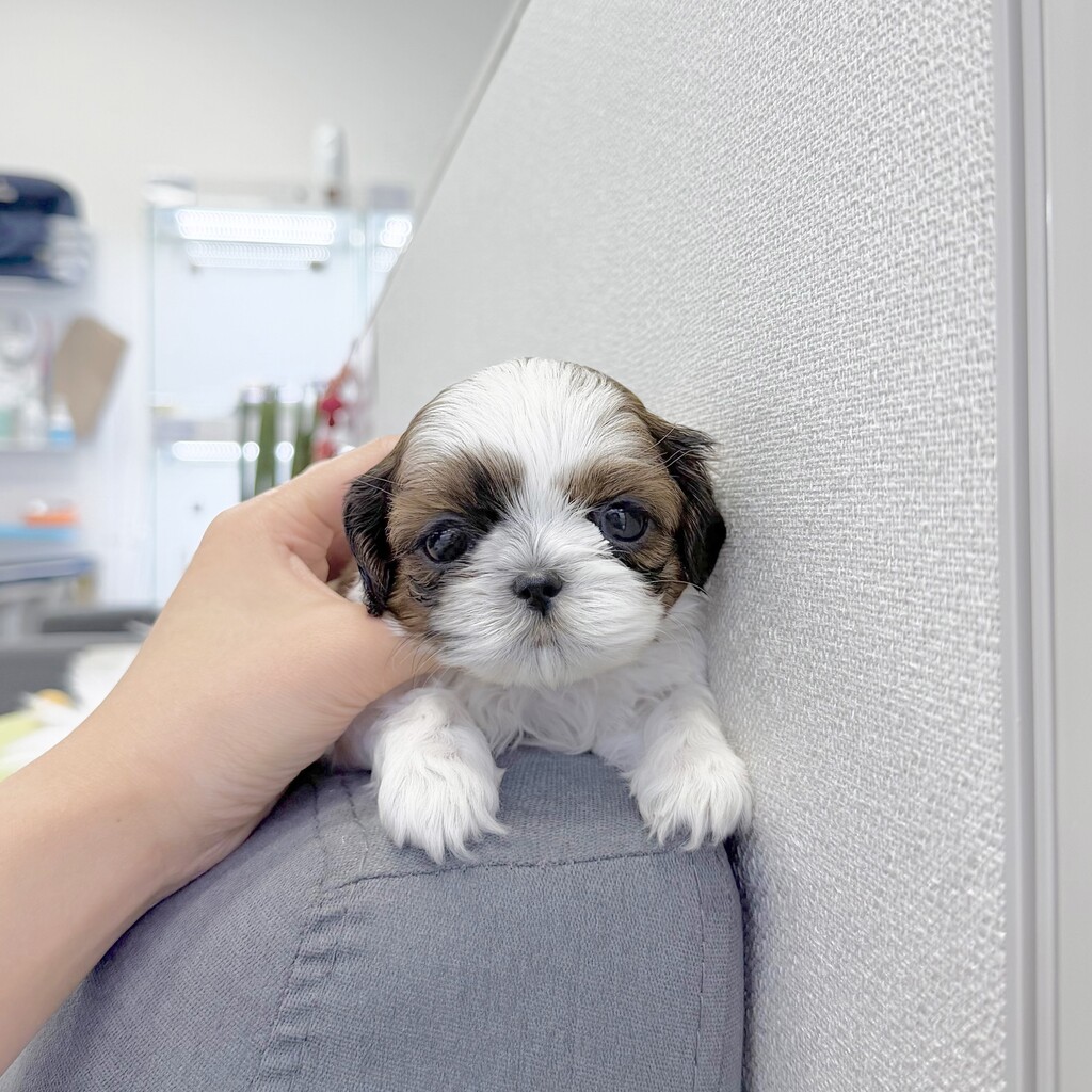 Ȯ�� �̹���