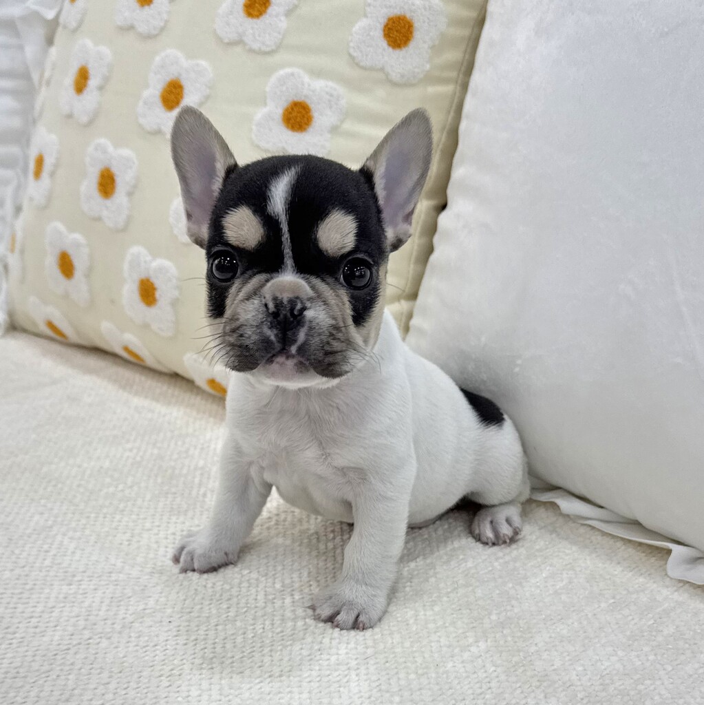 Ȯ�� �̹���