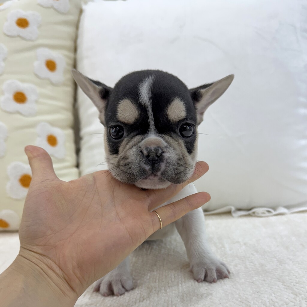 Ȯ�� �̹���