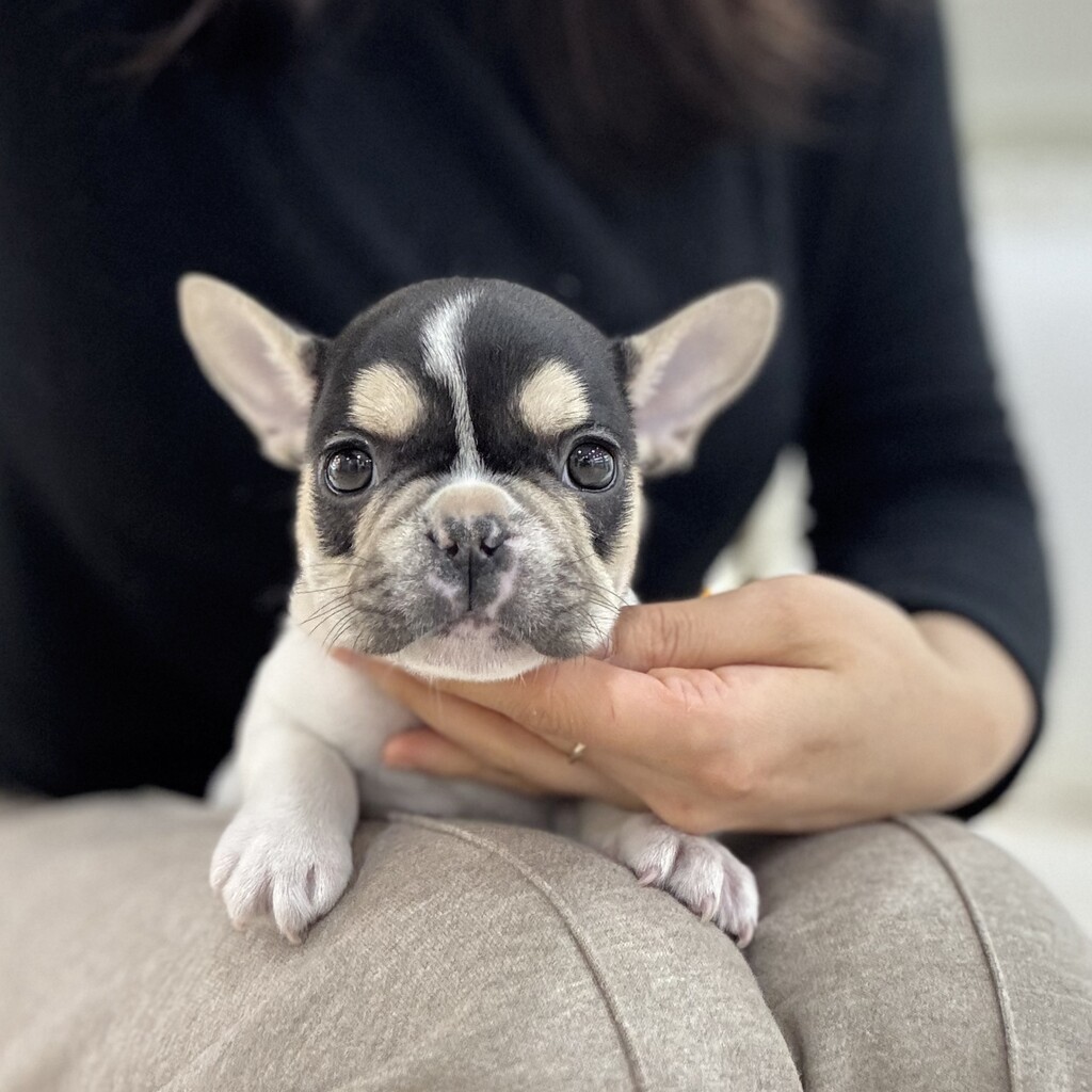 Ȯ�� �̹���