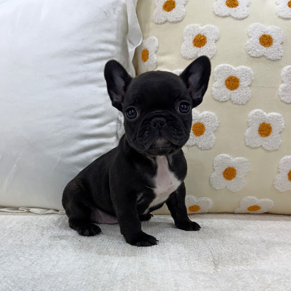 Ȯ�� �̹���