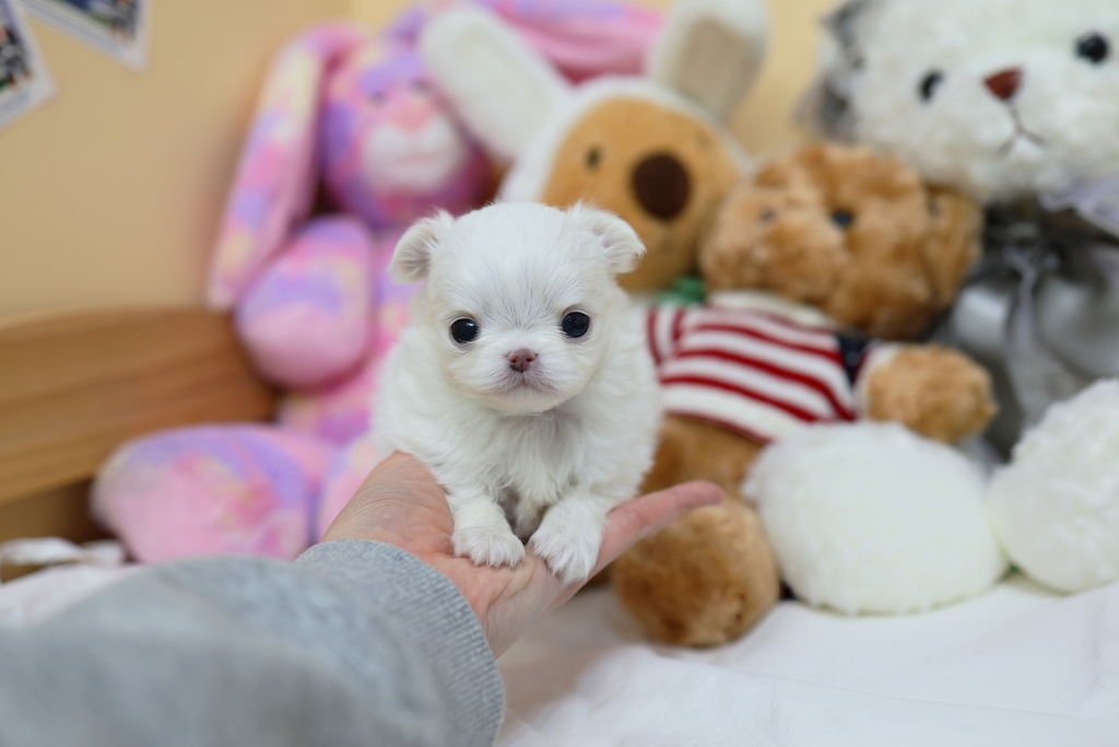 Ȯ�� �̹���