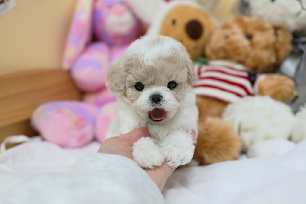 Ȯ�� �̹���