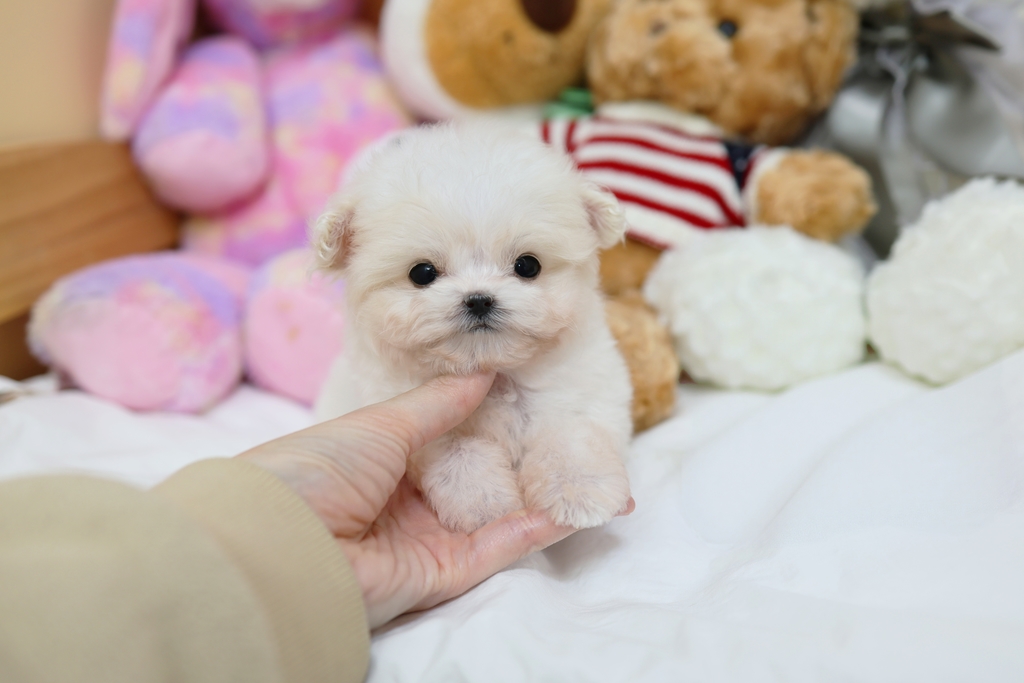 Ȯ�� �̹���